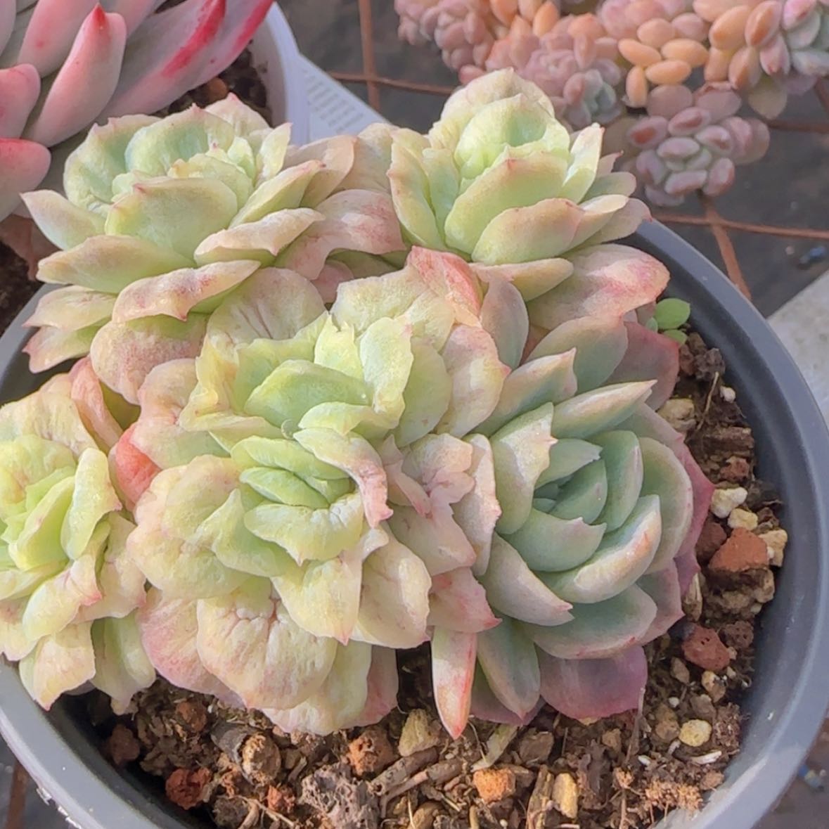 【闪购商品】五头泡泡纱裙29.9