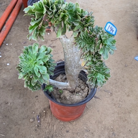 原始绿缀一物一拍