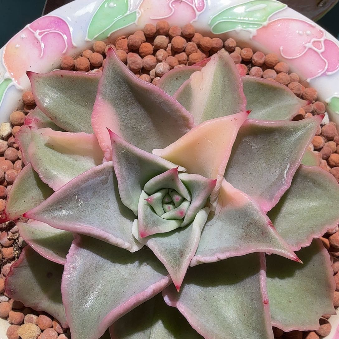 饺子皮锦，多肉植物