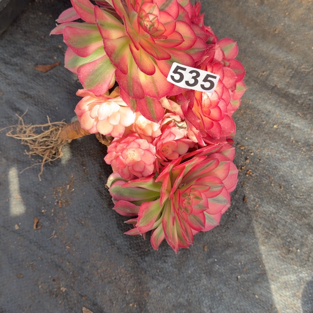 不***心535多肉植物倾城多肉