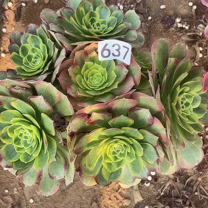 637奶白对肉植物的