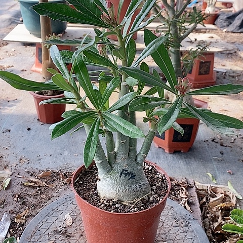 【闪购商品】无花朵枷**6