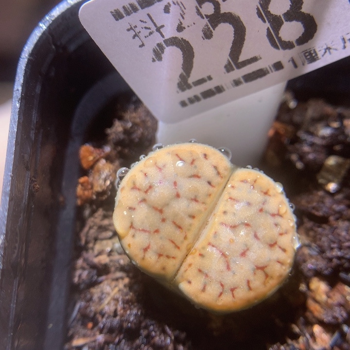 精品生石花26.228