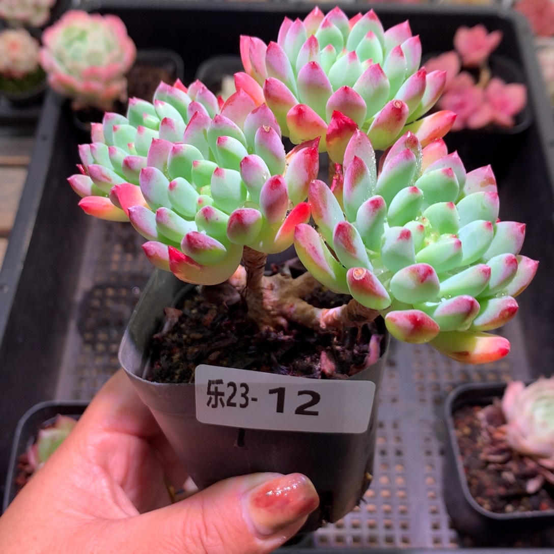 乐然23-12 蓝苹果 