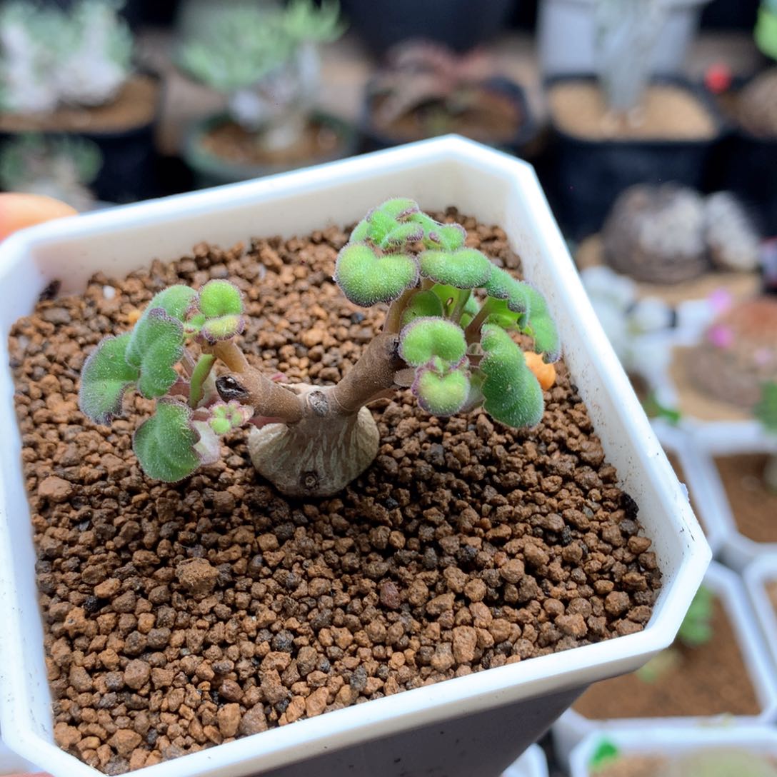 爱氏延命草多肉带盆