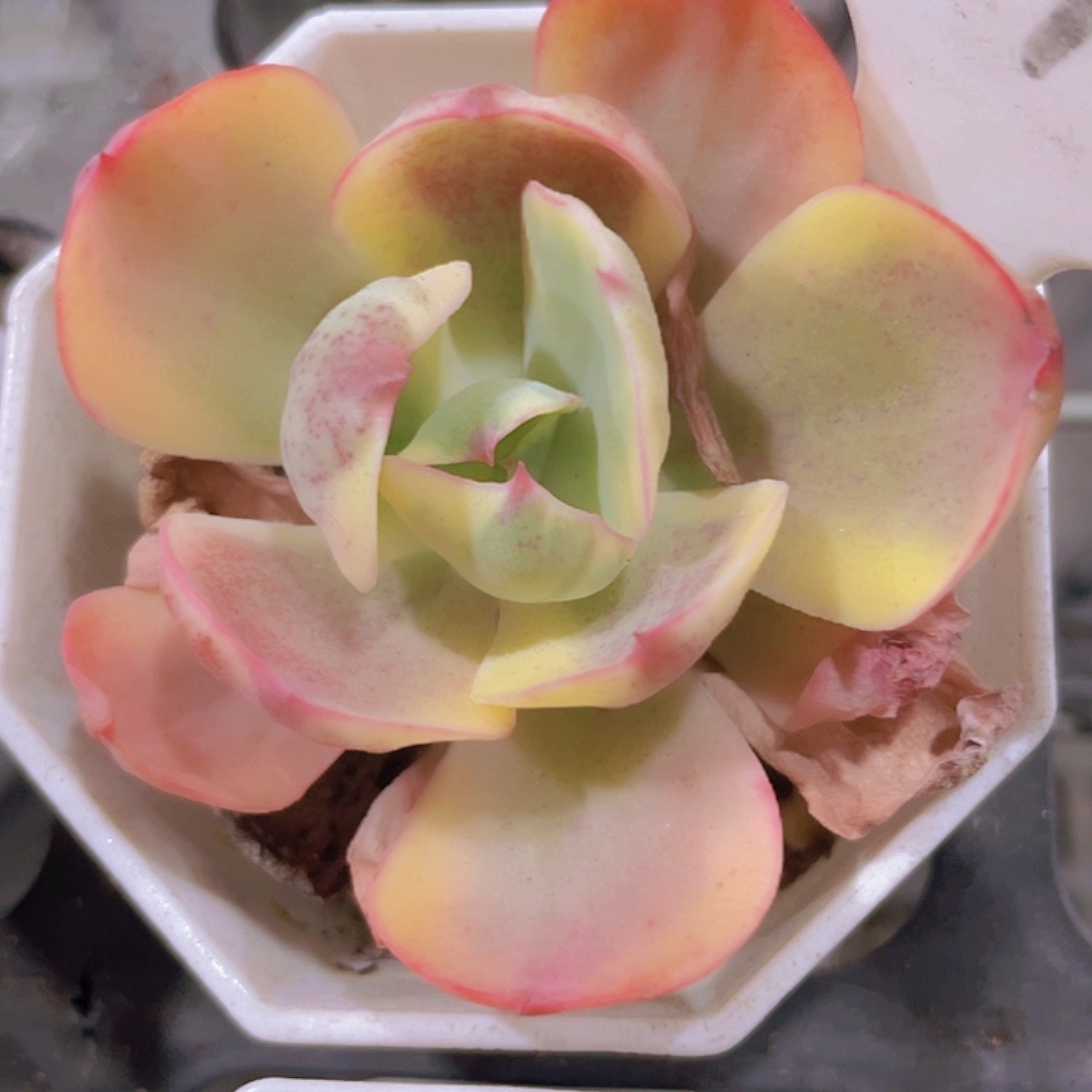 夕阳玫瑰锦w042一物一拍