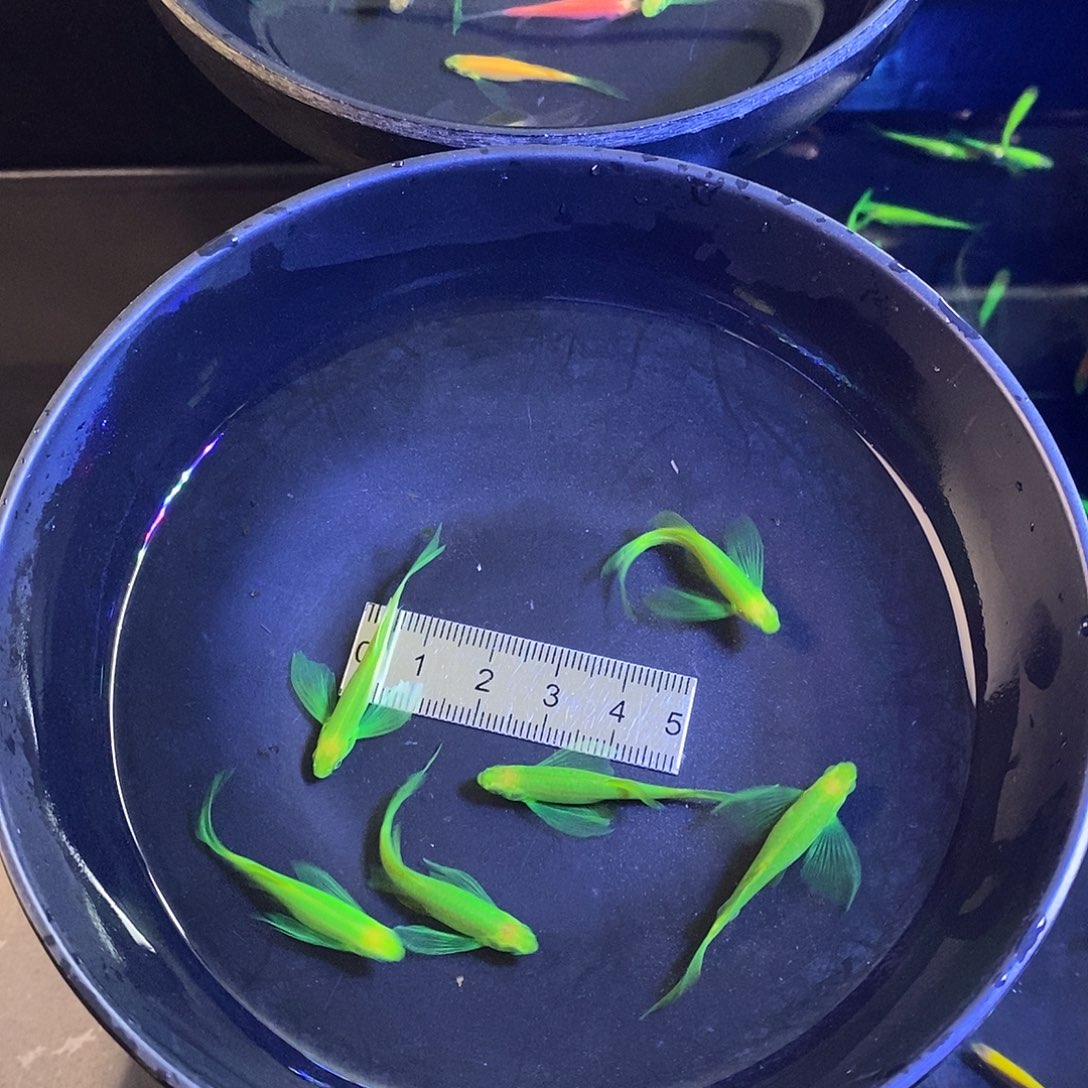 斑马鱼蝶翼精品翡翠绿5➕1备损共6个