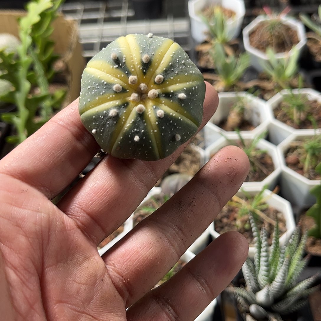 西瓜单头仙人球单头