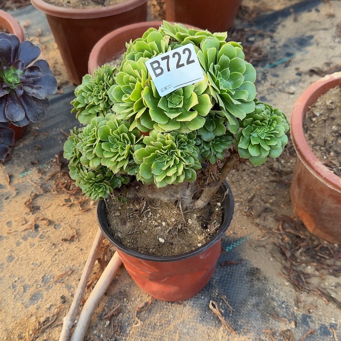 722绿缀朵朵有伤满28包邮