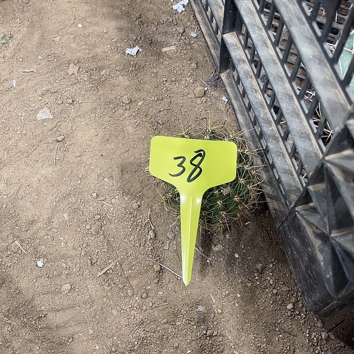 羽毛侧芽38号好看