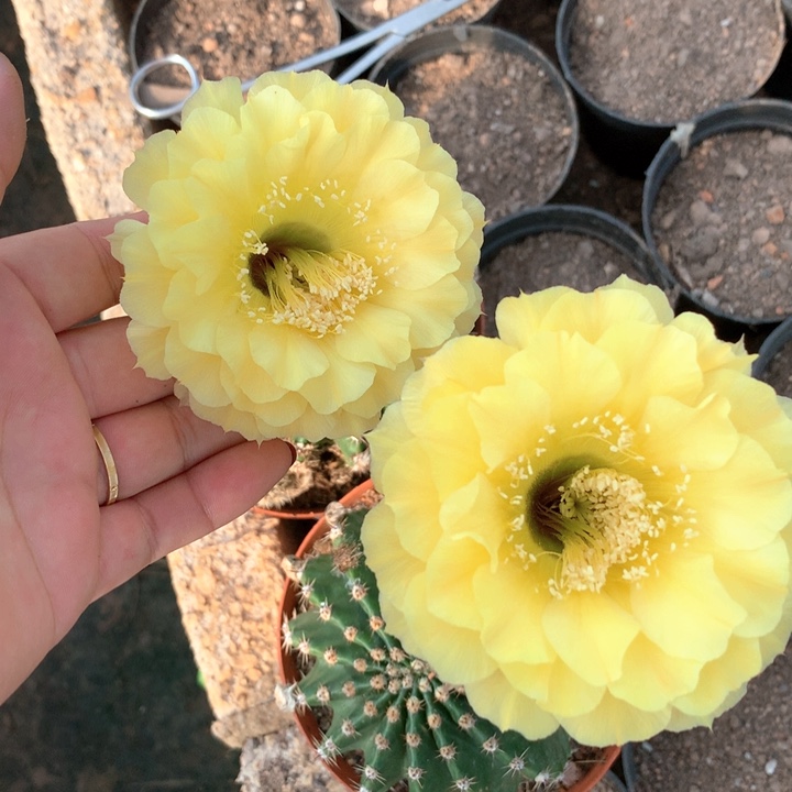 无花朵自根 娇媚重瓣黄花