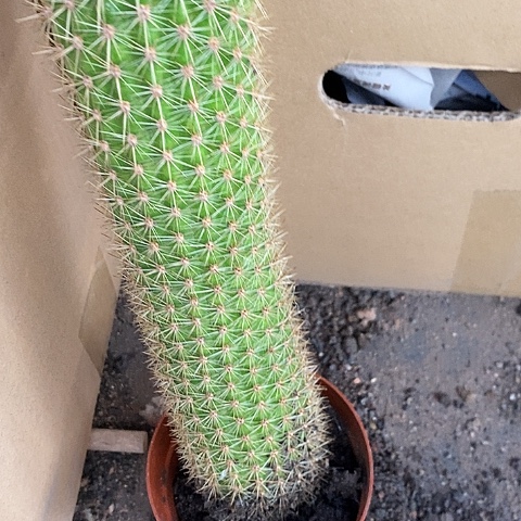 大大时光毛花毛花2467889