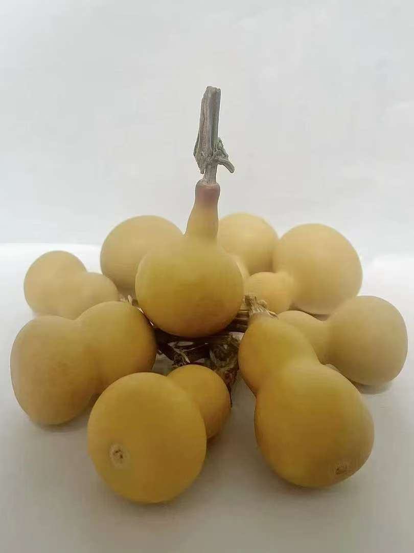 葫芦一物一拍（直播间链接）