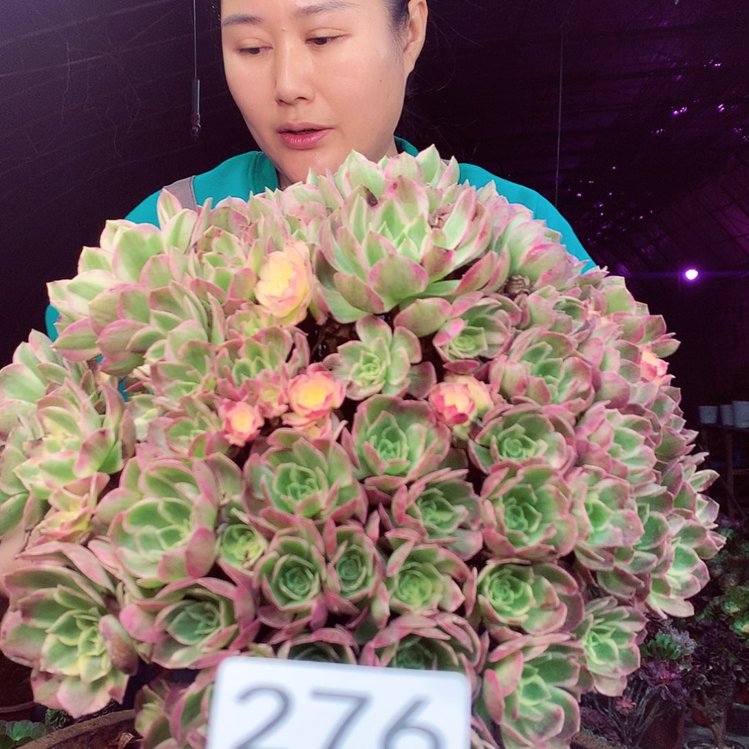 柒柒精品多肉脱土发货不包断侧枝276