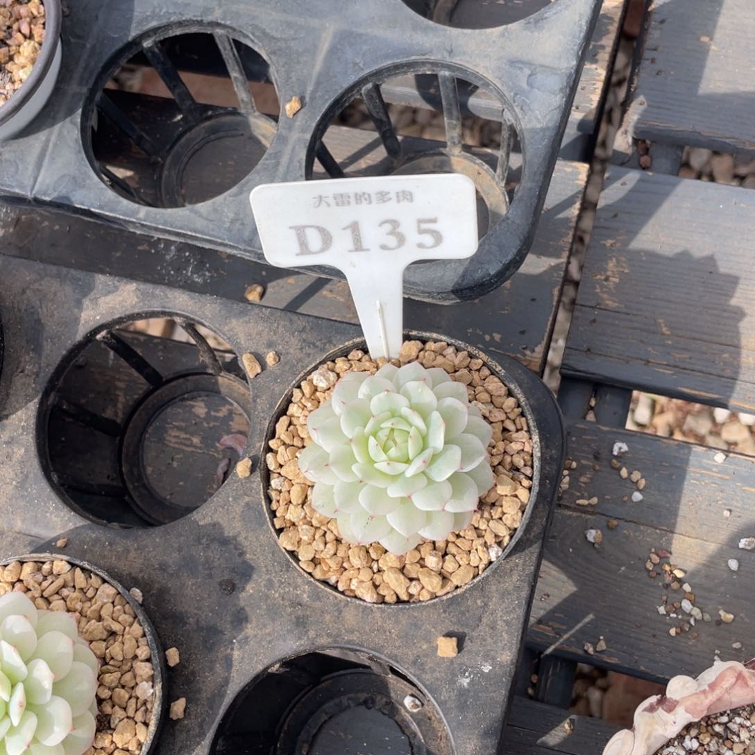 一*135静夜锦不带盆啦啦啦