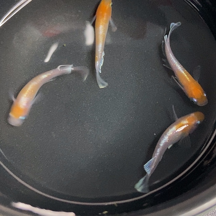 海水鱼墨子的鱼16号赤壁