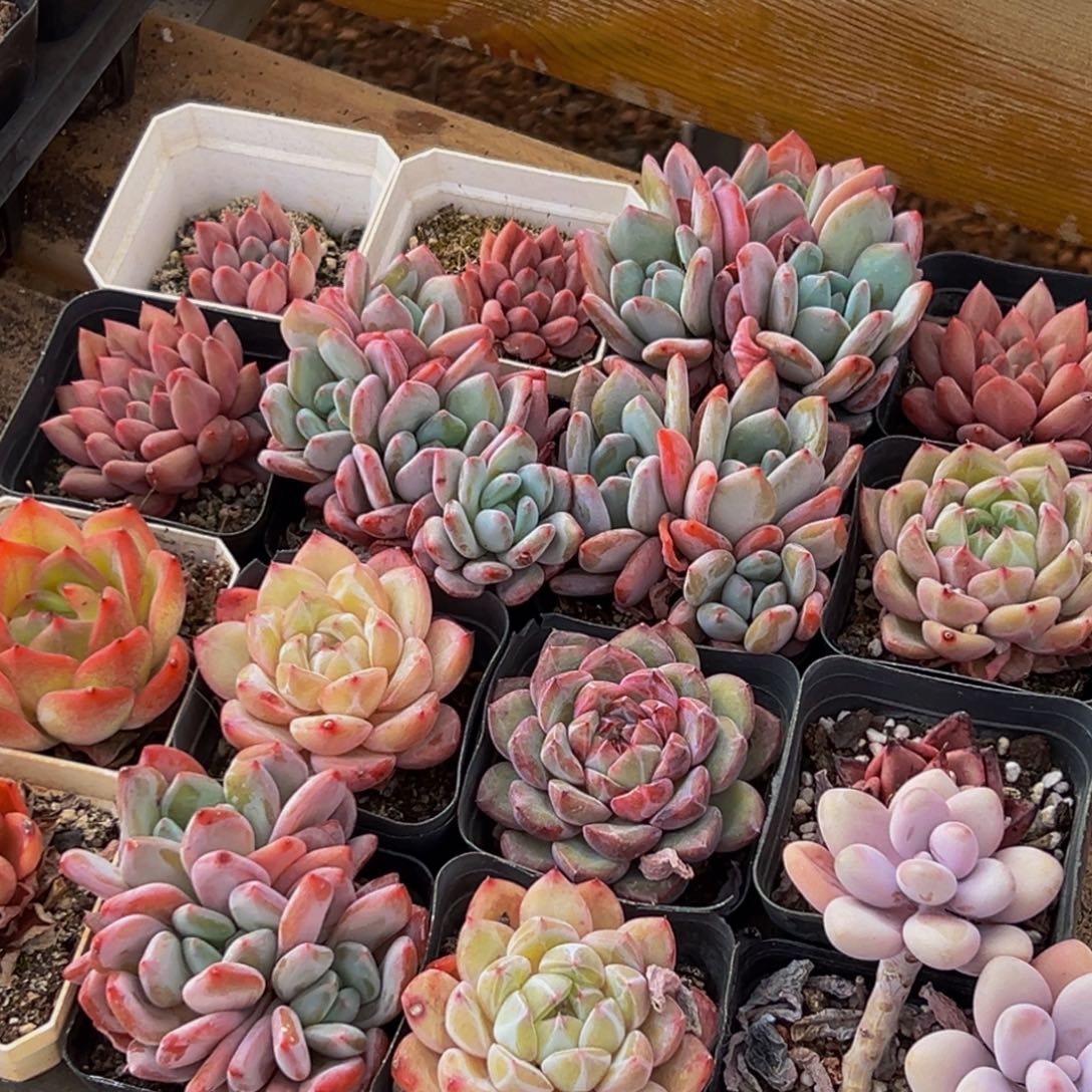 113多肉葡萄的味道是真的很