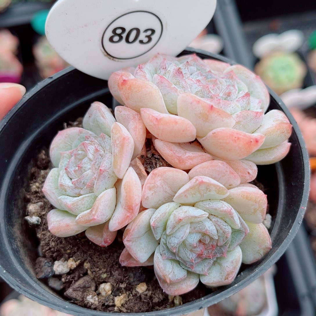 803号小老桩玉凝群