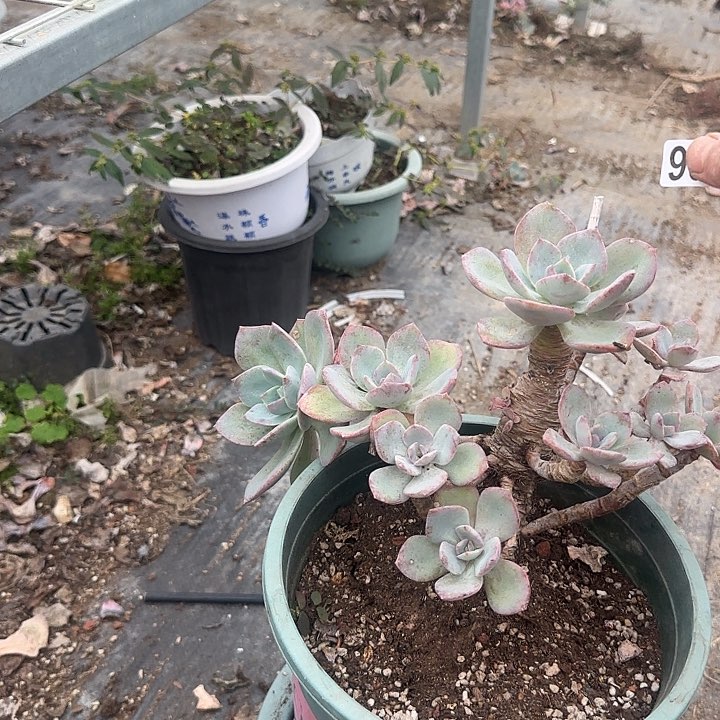 【**】909白凤脱土发货不退不换