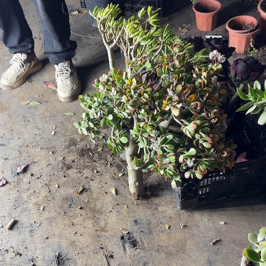 熊***四1903黄金花月不售后