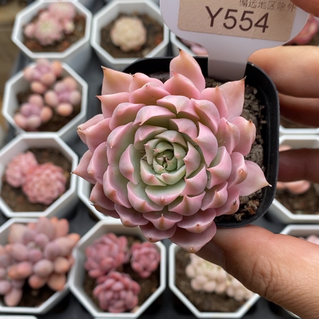 0554 玛格丽特锦 5cm