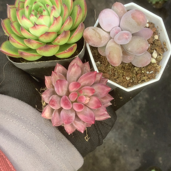 月亮石头。米可双。 虞美人。包邮