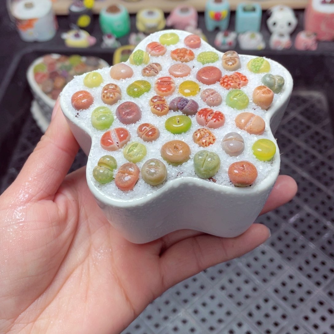 w3551 带盆土发货-零下地区拍保温箱