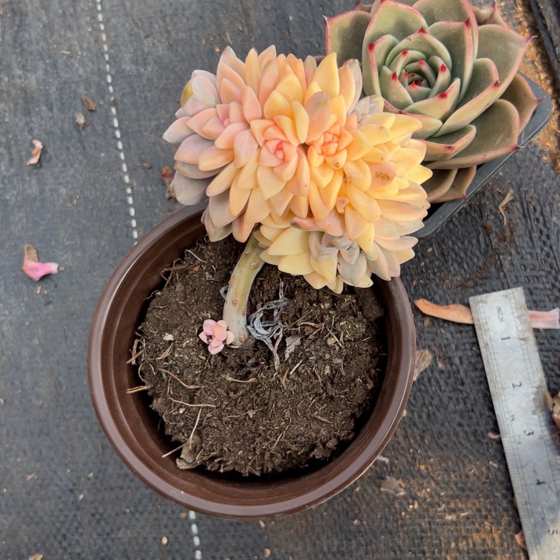 多肉淡雪锦缀【非偏远满18包邮】