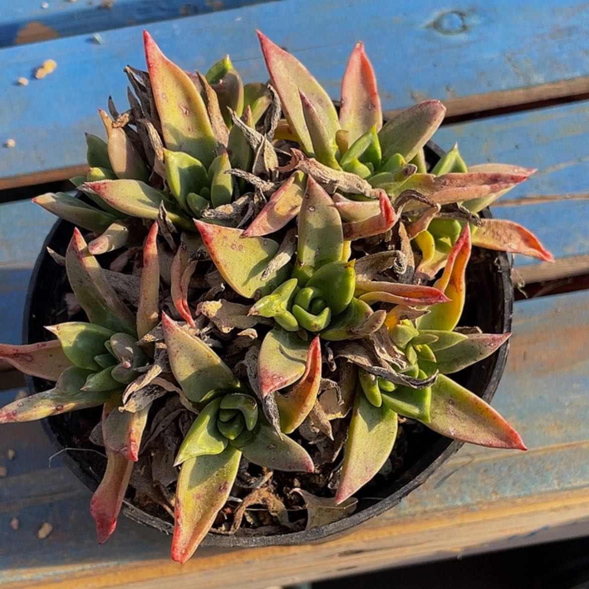 【闪购商品】帕莫瑞