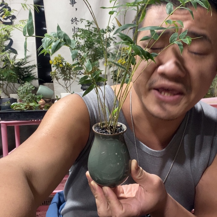以实际为准绿植盆景盆栽113