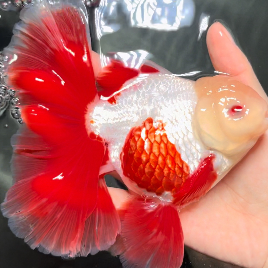 精品泰狮金鱼好养耐活冷水观赏鱼