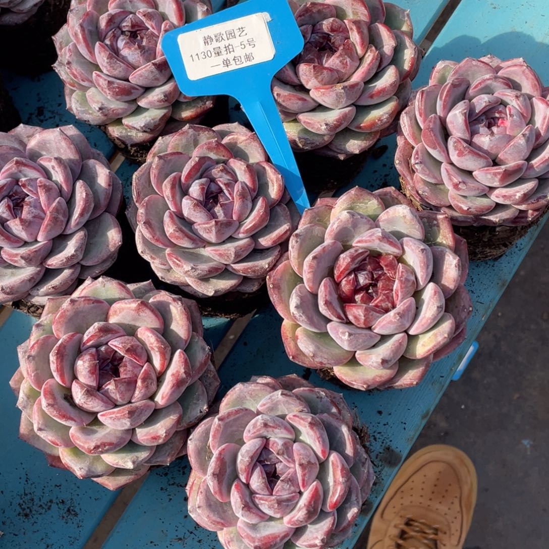 1130-5-紫色魅影大单头一颗