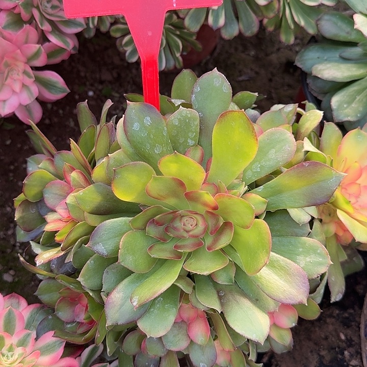 4-1韶休七彩多肉法师