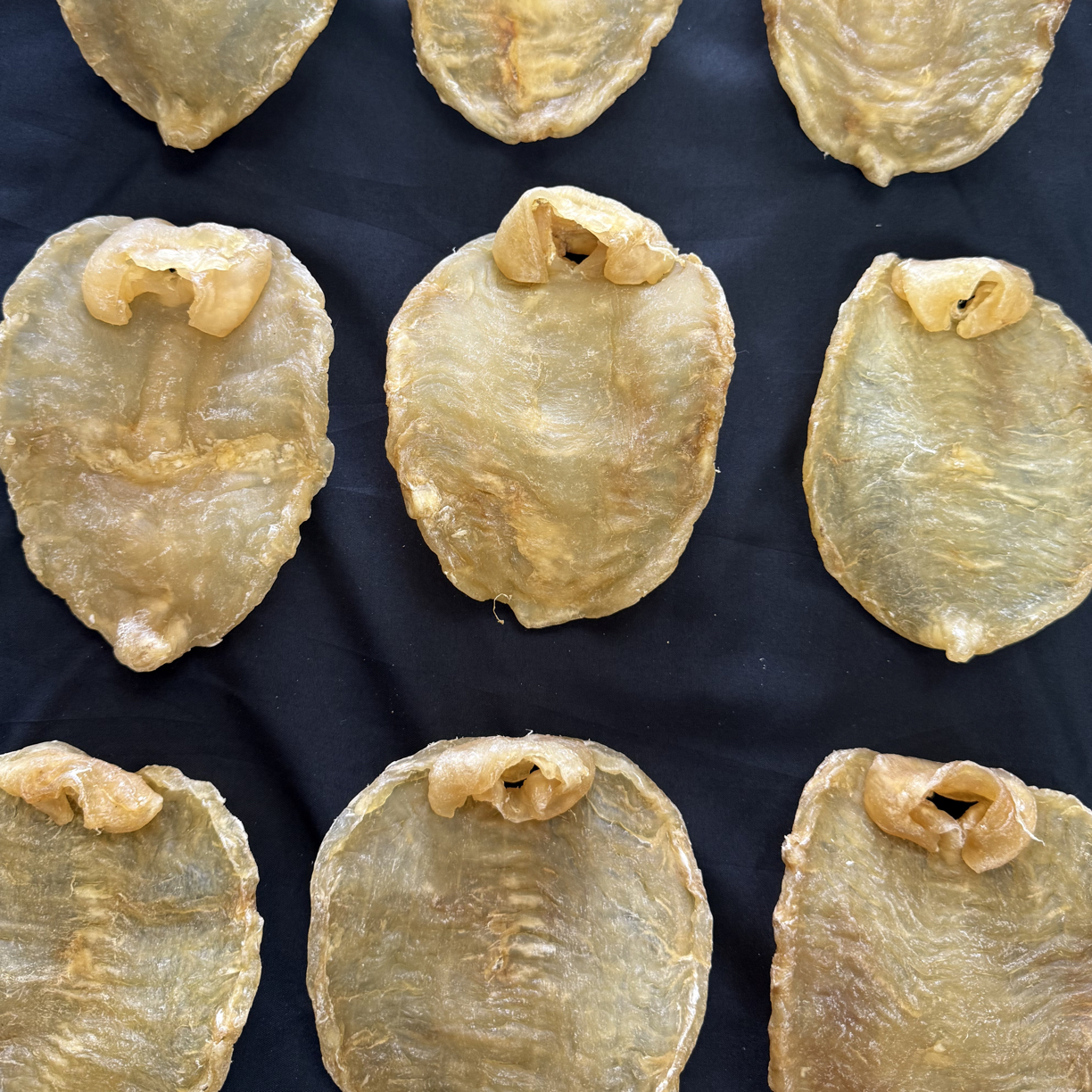 白鳘老赤嘴花胶干货滋补佳品适合日常炖汤口感Q弹腥味低