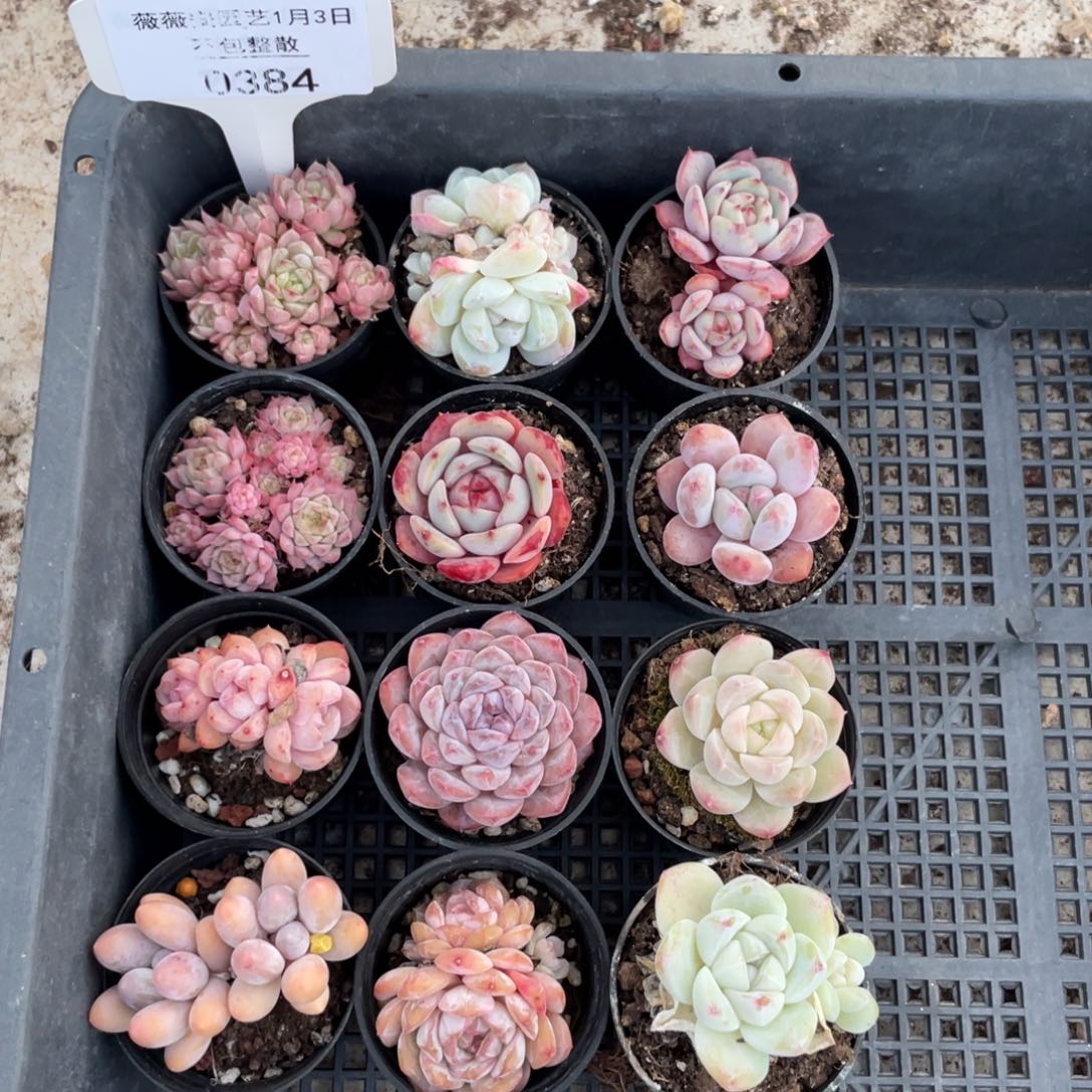 不包整散 盆子不售后0384