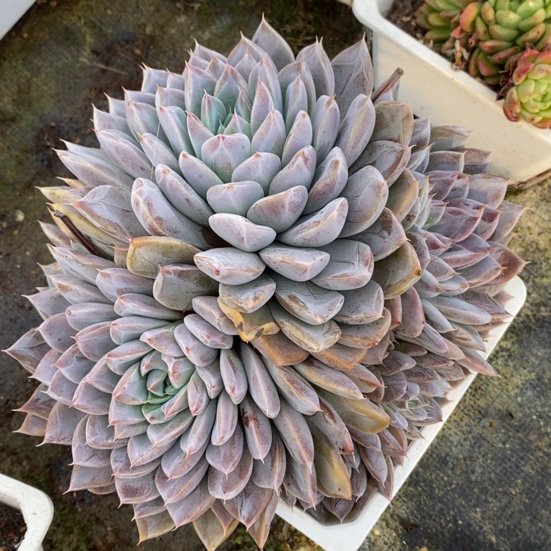 自助下单一物一拍_过年可寄养问主播