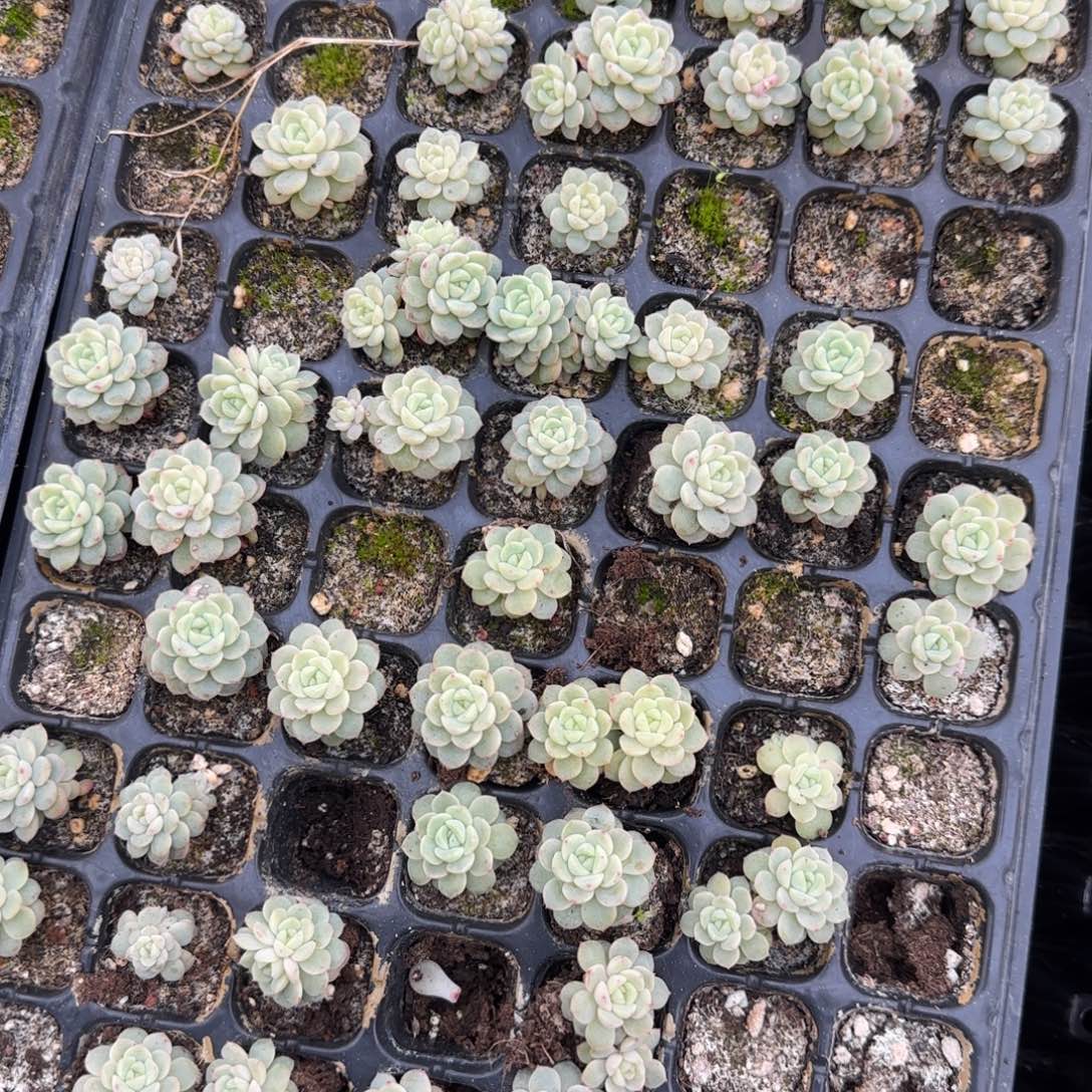3个秋月穴满25包邮