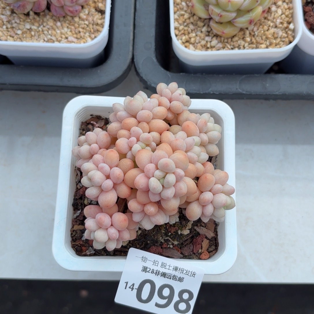 鱼子酱老桩多肉多肉多肉