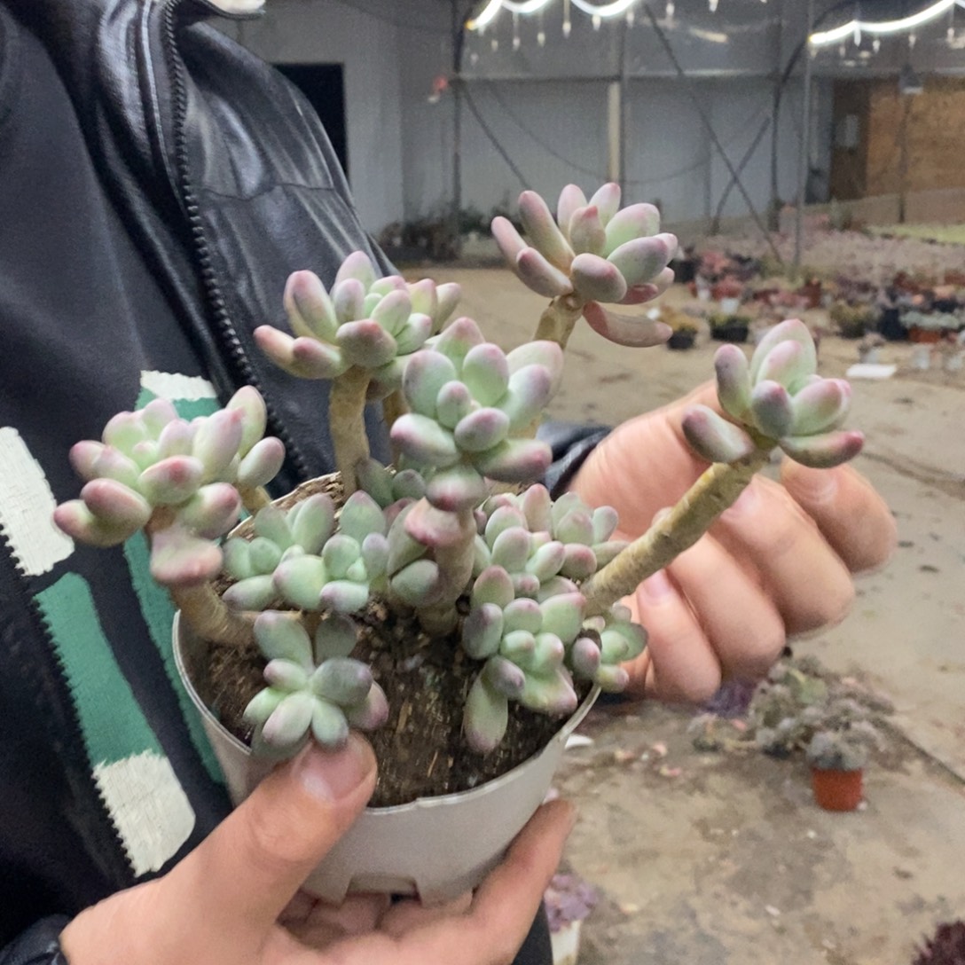 苹果奶整桩整群，160杯