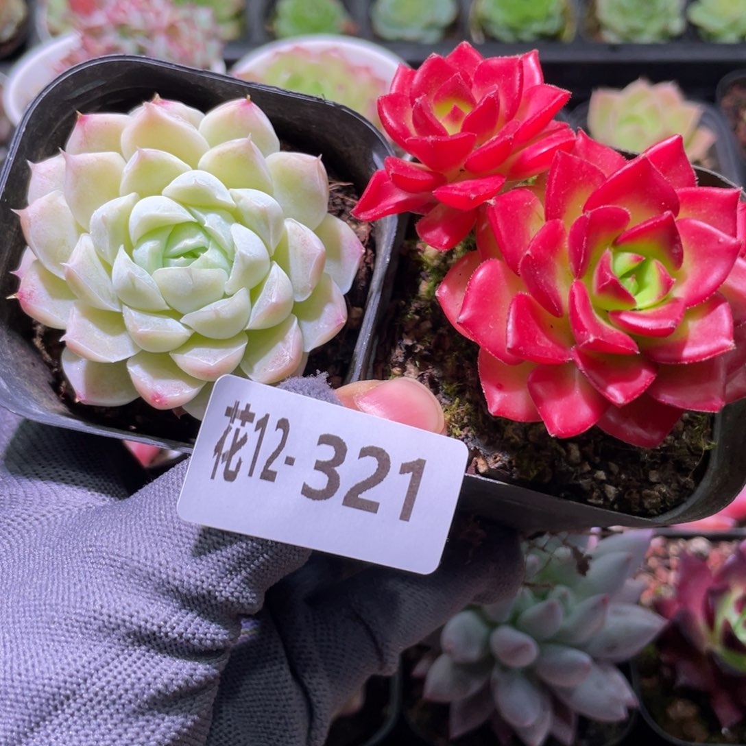 花利美12-321多肉2颗