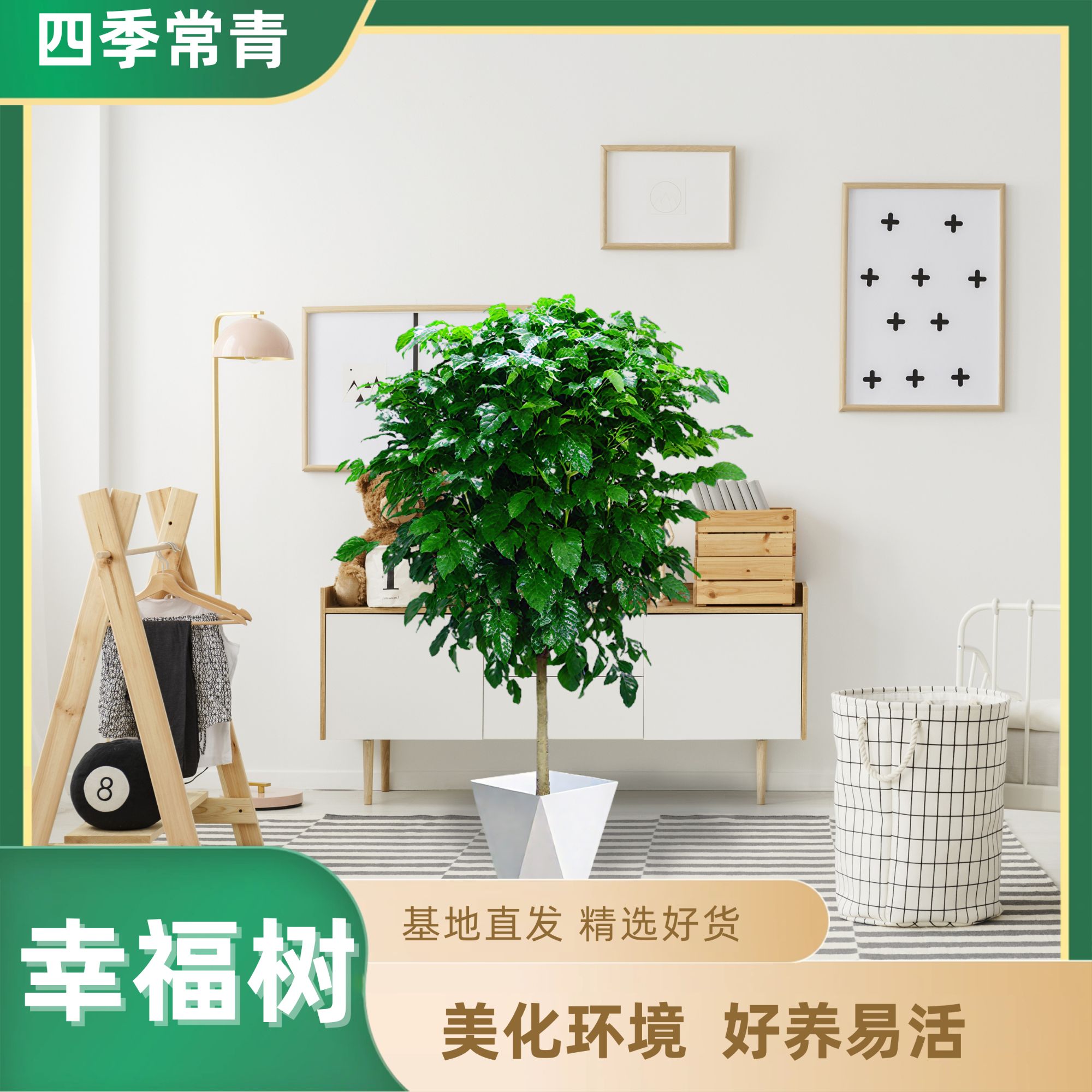[直播专享]90-100cm独杆棒棒糖幸福树室内幸福观叶绿植 四季常青