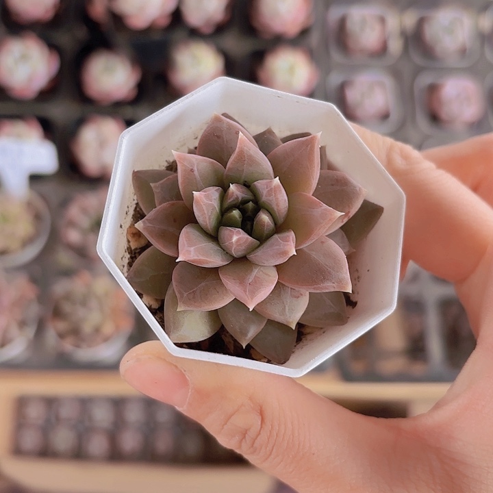 精选幻影美人多肉植物