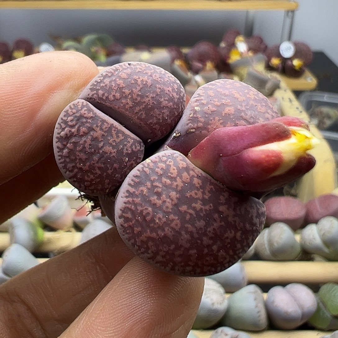 1860 生石花清货不参考