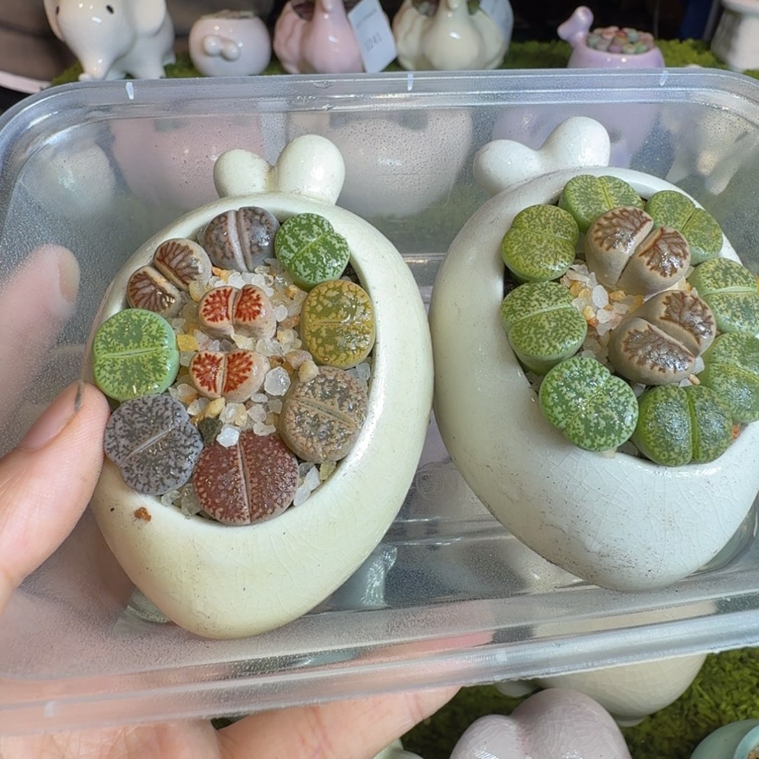 酒***尘多肉植物福利冲冲