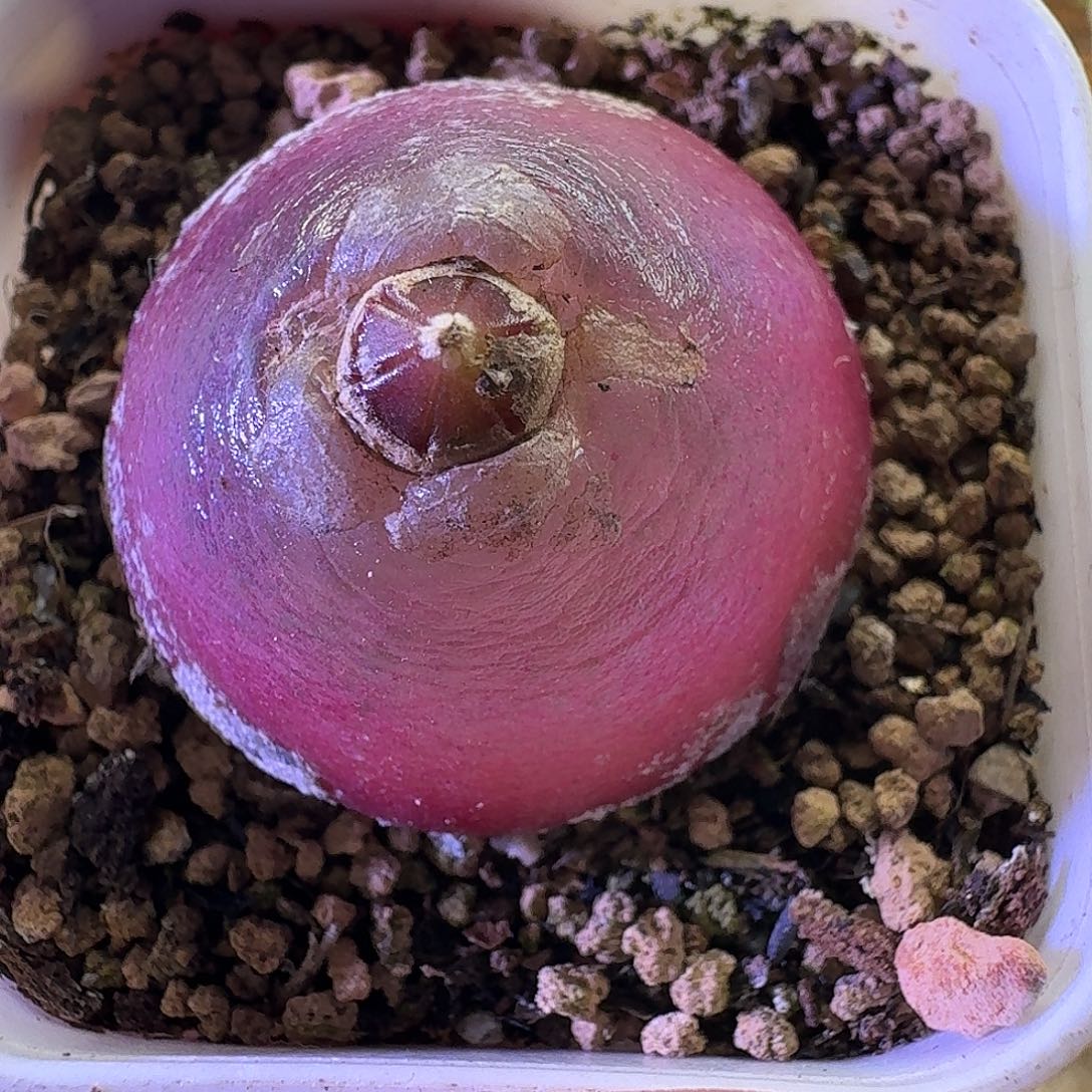 2.6灯泡福利肉锥植物