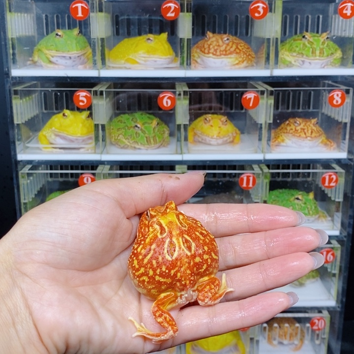 角蛙恭喜发财大吉大利