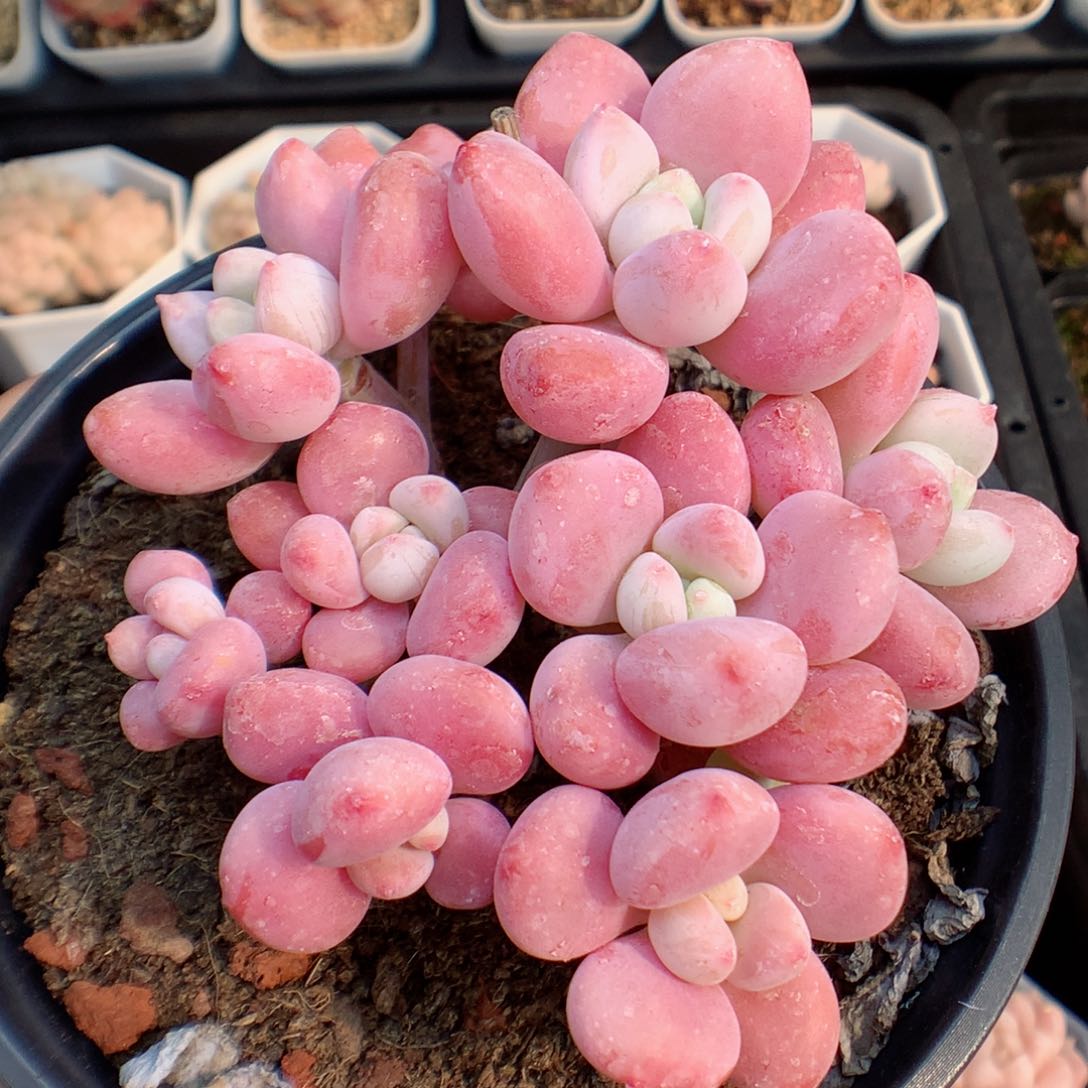 一物一拍精品多肉。樱花洛神32