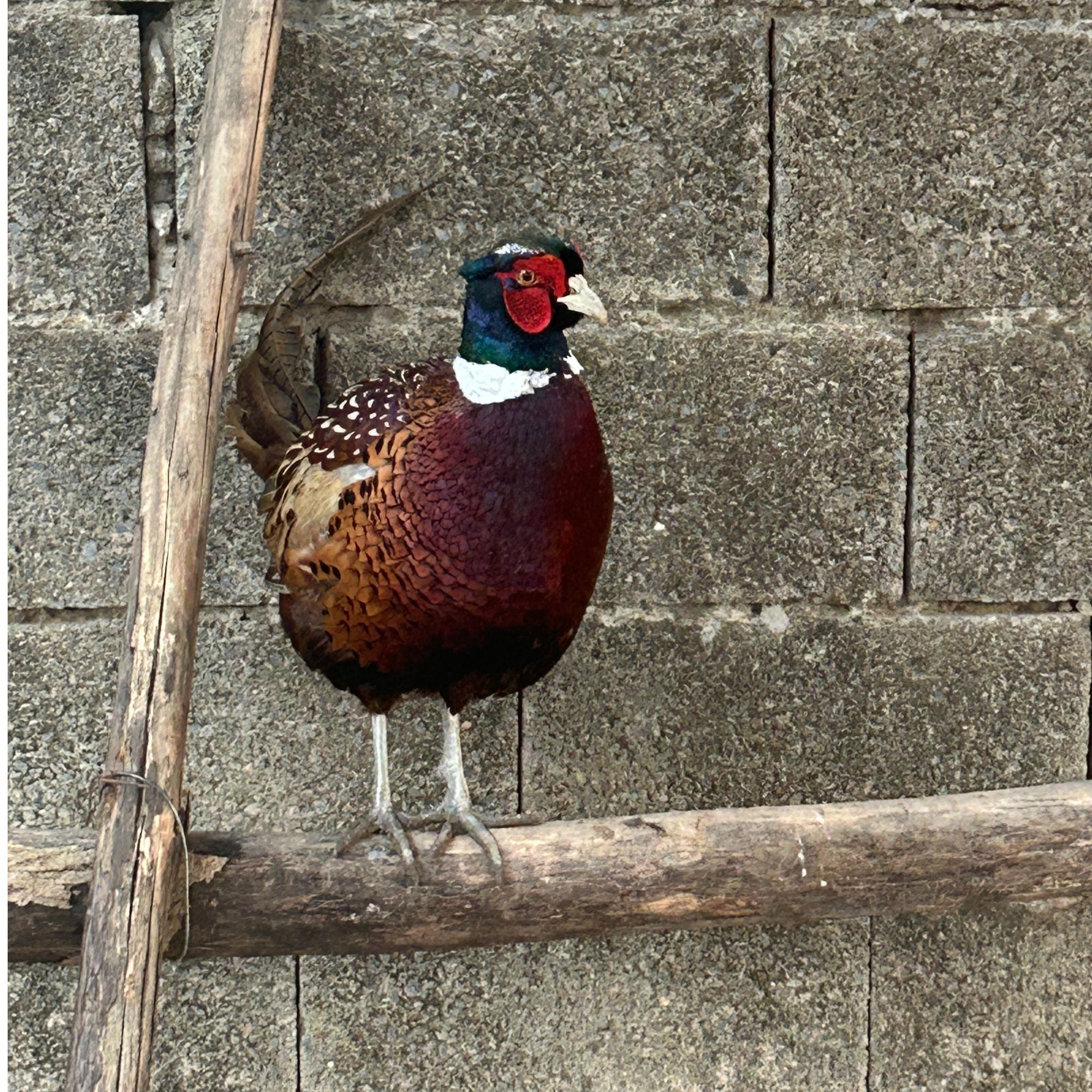 户外散养一公两母七彩山鸡包邮发货新鲜现杀冷链到家