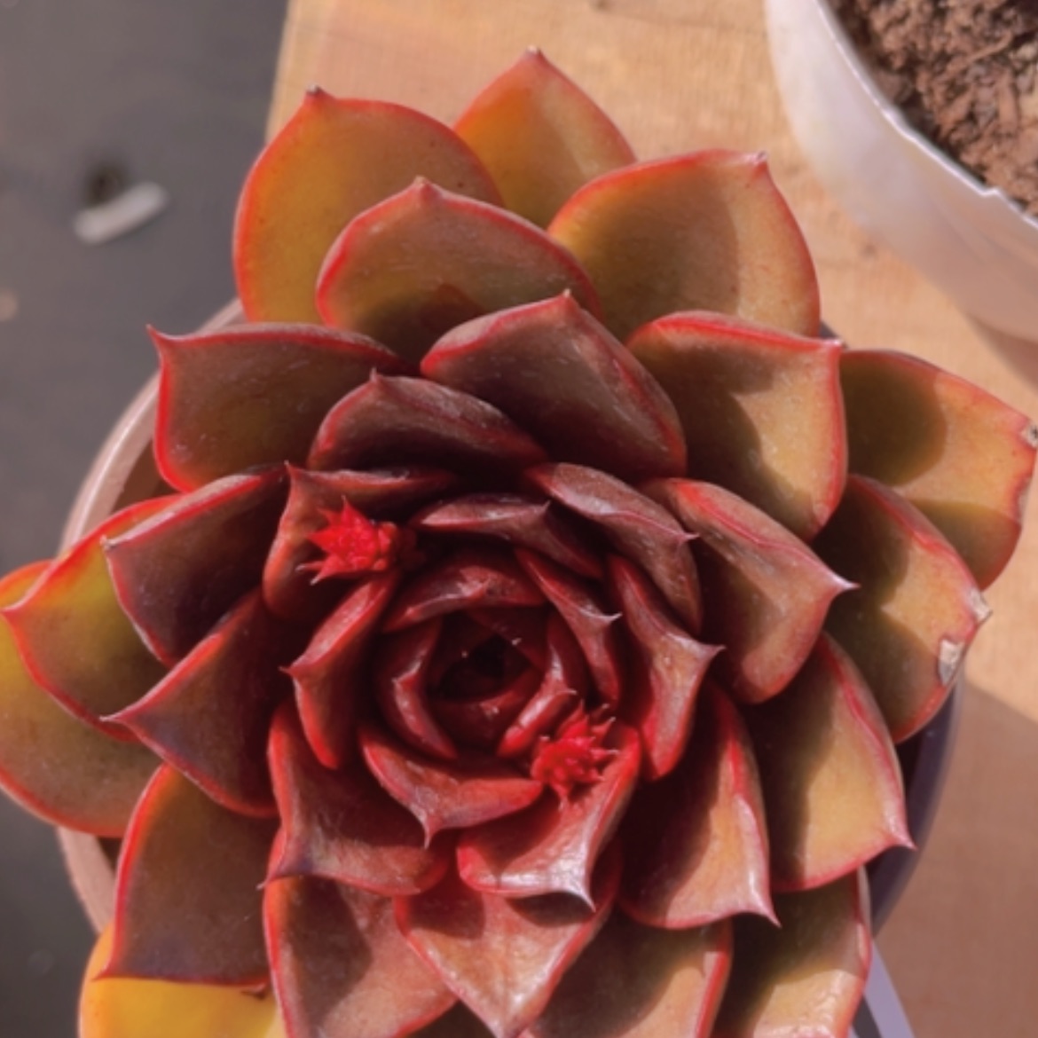 【闪购商品】红灯05263