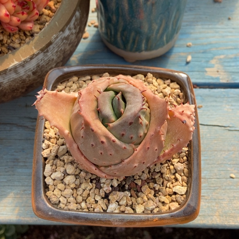 【闪购商品】仙人球